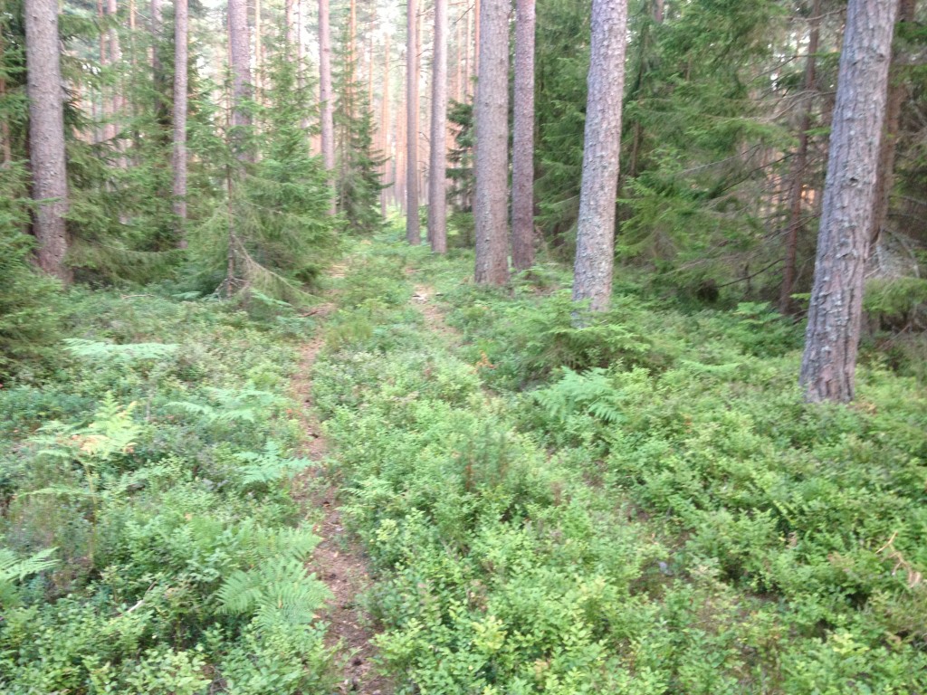 Efter ca 1,3 km uppe på mossbacken.